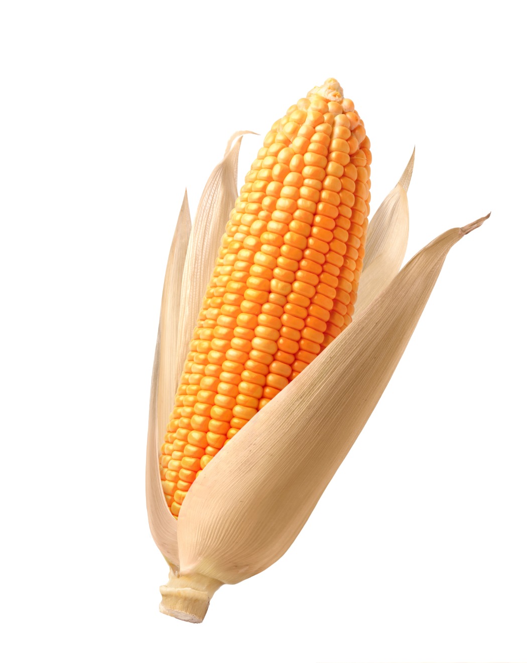 shutterstock_2456139439.jpg